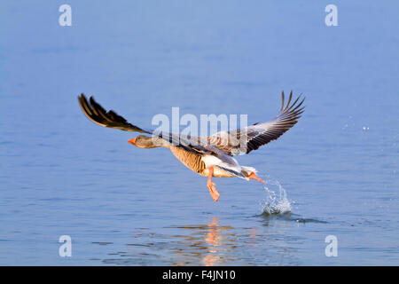 Greylag Goose Taking Flight on Hickling Broad - Anser anser Stock Photo