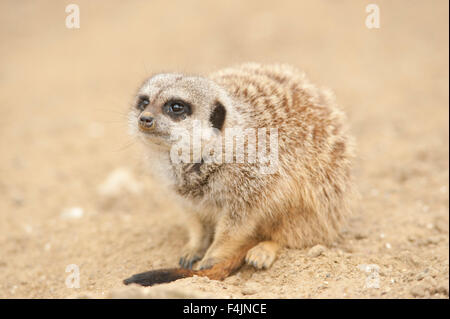 Meerkat Suricate Suricata suricatta Stock Photo