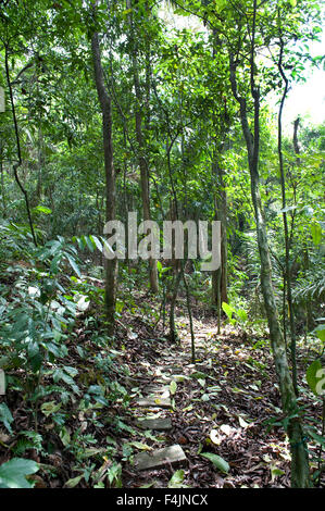 Rainforest Barro Colorado Island Panama Stock Photo
