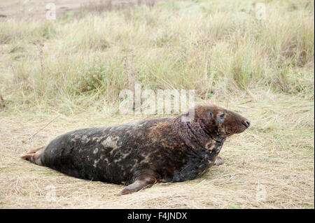 Grey Seal Halichoerus grypus Donna Nook UK Stock Photo