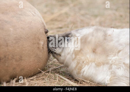 Grey Seal Halichoerus grypus Donna Nook UK Stock Photo