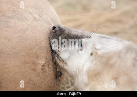 Grey Seal Halichoerus grypus Donna Nook UK Stock Photo