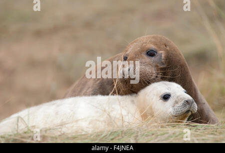 Grey Seal Halichoerus grypus Donna Nook UK Stock Photo