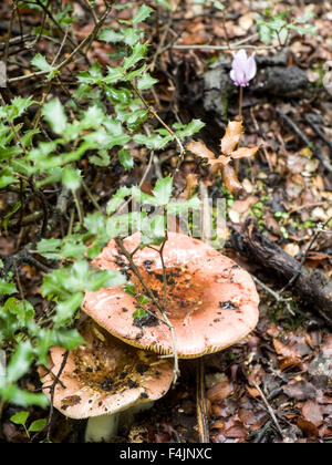 Toadstool grows on a forest floor. Photographed in Greece, Thessaly, Meteora, Stock Photo