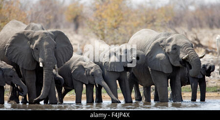 African Bush Elephant (Loxodonta africana) herd at waterhole Stock Photo