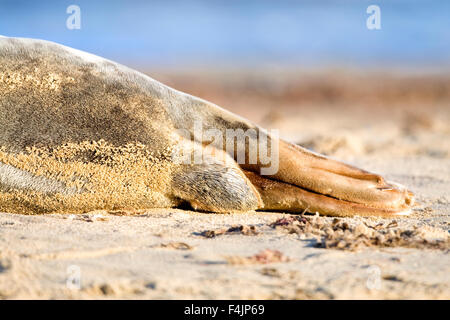 Grey Seal on Beach - Halichoerus grypus Stock Photo