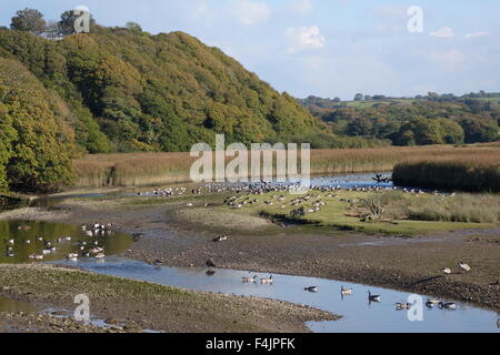 Canada geese at the River Nevern estuary, Newport, Pembrokeshire Stock Photo