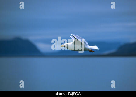 Iceland gull (Larus glaucoides) in flight Stock Photo