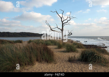 Benacre Nature Reserve Suffolk Stock Photo - Alamy