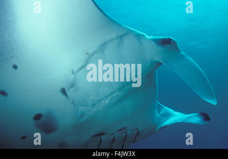 Manta Ray Stock Photo