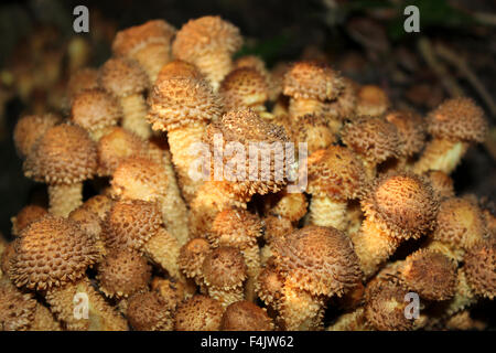 Shaggy Scalycap Pholiota squarrosa Stock Photo