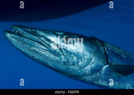 Great barracuda Stock Photo