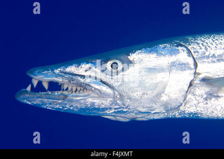 Barracuda Stock Photo