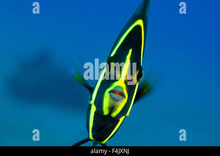 Juvenile French angelfish Stock Photo