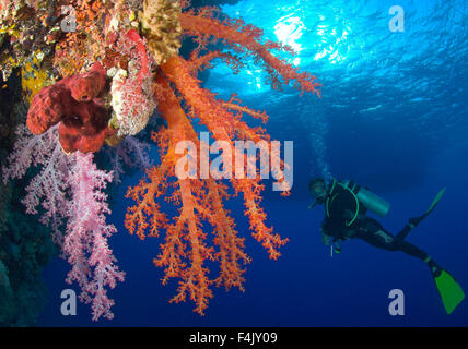 Softcoral and diver Stock Photo