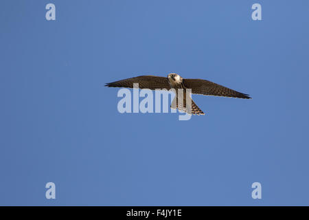 Juvenile Eurasian hobby (Falco subbuteo) hawking insects over pools in the West Midlands, England, UK. Stock Photo