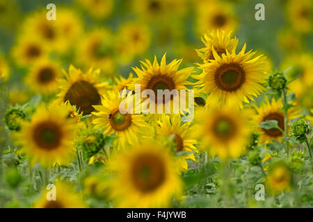 Common sunflowers (Helianthus annuus) flowering in field Stock Photo