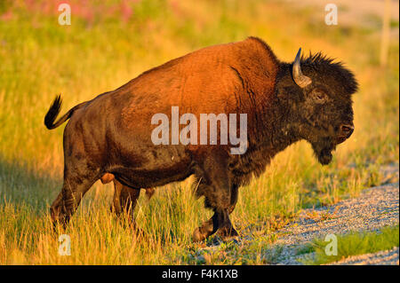 American bison Wood buffalo (Bison bison athabascae), Fort Providence, Northwest Territories, Canada Stock Photo