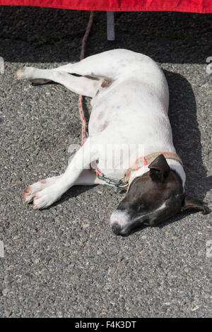 A jack russell terrier dog laying down asleep Stock Photo