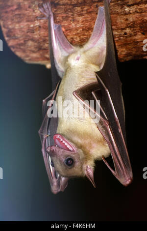 Fruit bat, Rousettus aegyptiacus, open mouth Stock Photo