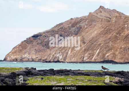 San Cristobal Island volcano with Lava Gull (Larus fuliginosus) in foreground Stock Photo