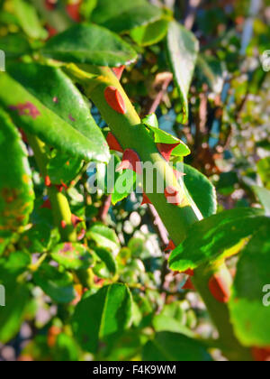 Rosebush Thorns Stock Photo