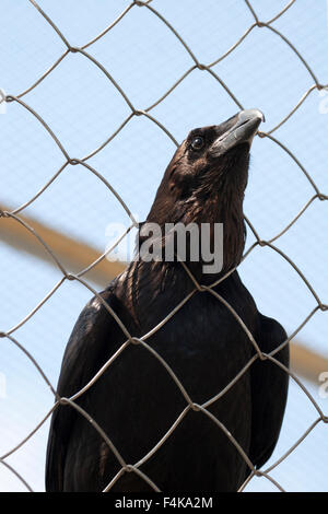 Caged raven in zoo pushing head through a chain link fence attempting to escape (Corvus corax) Stock Photo