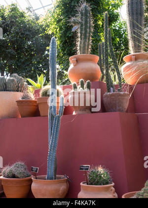 Cactus Display Frida Kahlo's Casa Azul , New York Botanical Garden, The Bronx, NY, USA Stock Photo