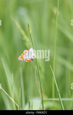 Small butterfly perched on a weed. Stock Photo