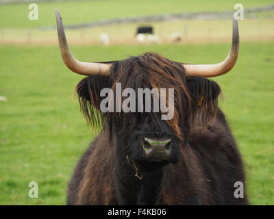 Dark haired highland cow with tousled brown fringe wet nose and sharp horns in grassy field with distant sheep and cattle Stock Photo