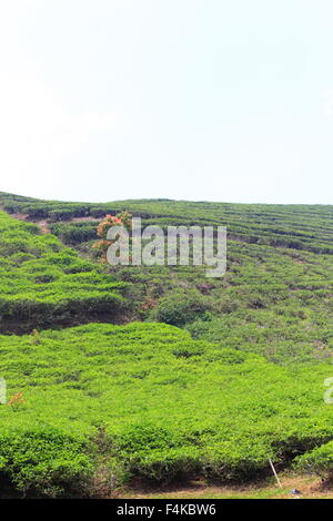 Tea plantation in Sumatra Island, Indonesia Stock Photo