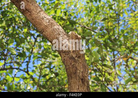 Tree trunk, bark, tree branches, leaves, sunlight Stock Photo