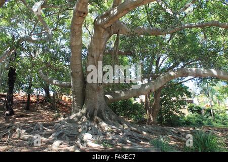 Tree trunk, bark, tree branches, leaves, sunlight Stock Photo