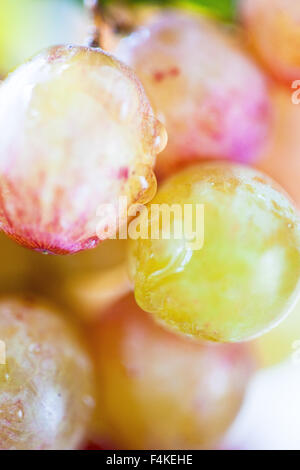 Macro shot of grape with water droplet Stock Photo