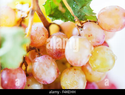 Organic grapes on the vine Stock Photo