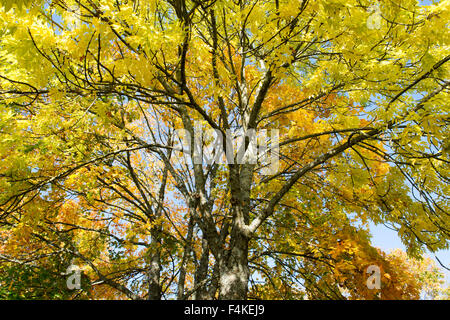 Fraxinus excelsior.  Ash tree in autumn against a blue sky in Scotland Stock Photo