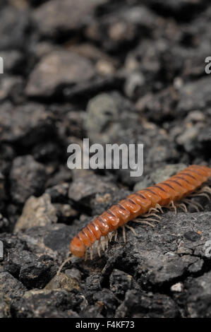 Closeup of one Red Brown Centipede Stock Photo
