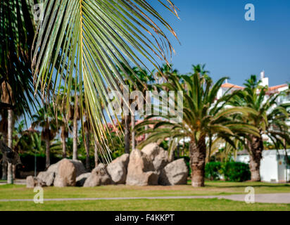 Palm trees in the Costa Adeje resort, selective focus. Tenerife, Canary Islands. Spain Stock Photo