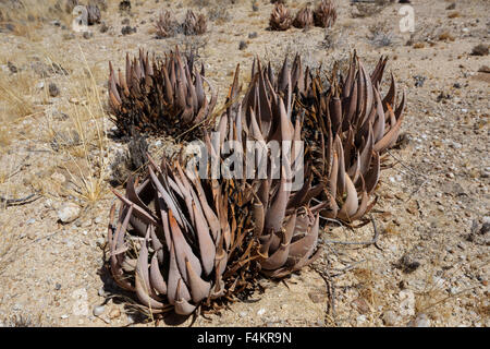 flowering wild aloe (aloe asperifolia) in the Namibia Erongo desert Stock Photo