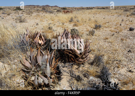 flowering wild aloe (aloe asperifolia) in the Namibia Erongo desert Stock Photo