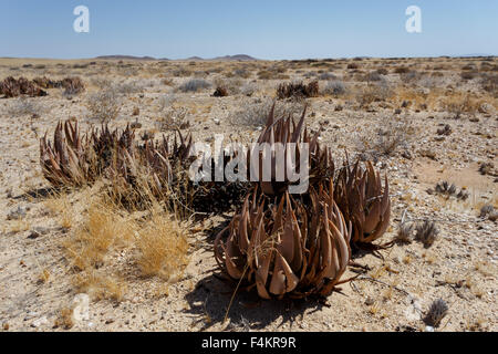 flowering wild aloe (aloe asperifolia) in the Namibia Erongo desert Stock Photo