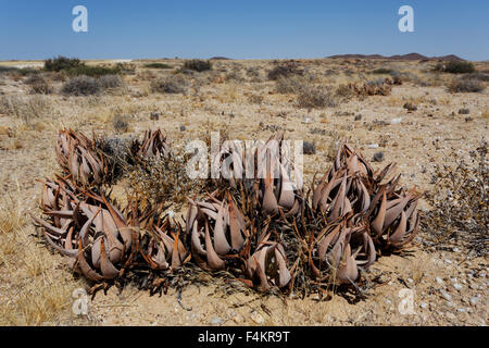 flowering wild aloe (aloe asperifolia) in the Namibia Erongo desert Stock Photo