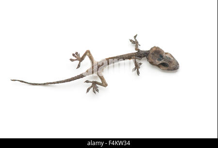 dead lizard isolated on a white Stock Photo