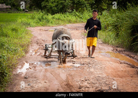 Filipino farmer and his buffalo on a way to a rice field, on September 26th 2015, in El Nido, Philippines. Stock Photo