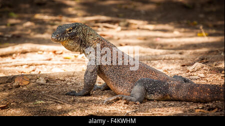 Komodo Dragon, the largest lizard in the world Stock Photo