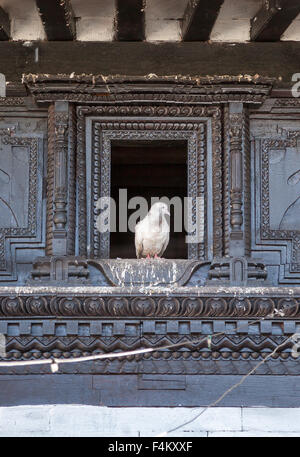 Dove in Muktinath Temple, Mustang, Nepal. Stock Photo