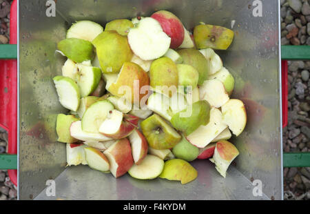 Cut apples in the hopper of an apple scratter that will pulp the apples into small pieces prior to pressing Stock Photo