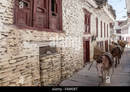 Caravan passing through the streets of the village Marpha Stock Photo