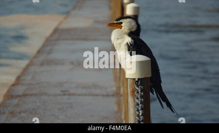 An Australian Pied Cormorant (Phalacrocorax varius) drying itself beside a coastal ocean pool in Sydney, Australia Stock Photo