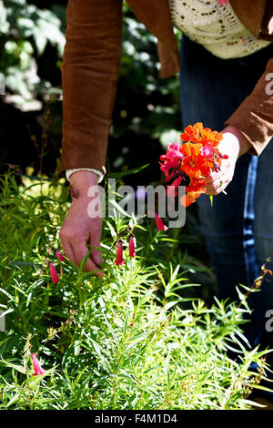 Woman picking nasturtium flowers to make floral Autumn posies Stock Photo